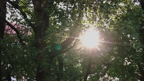 Trees and Sunshine on Campus Video stock 167580909