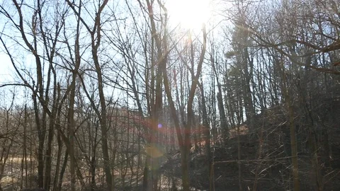 Trees and the sunshine Stock Footage 87356611