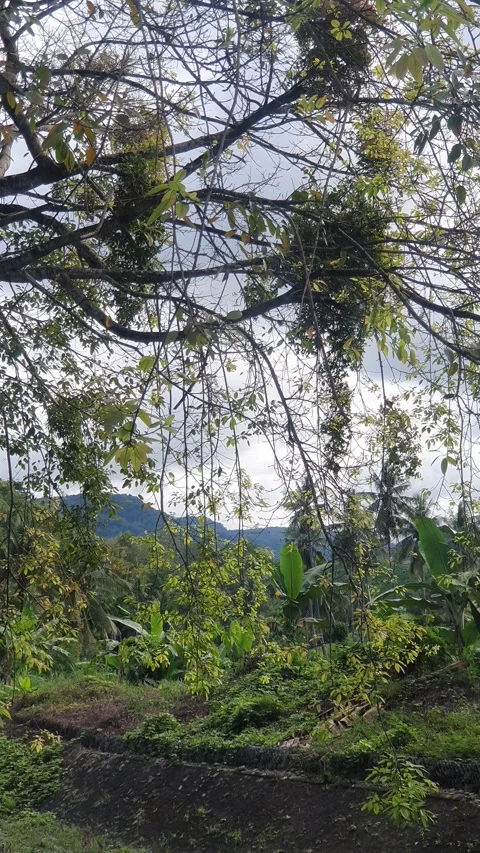 Trees and surrounding views Stock Footage 312514936