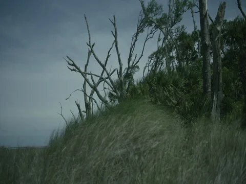 Trees and Tall Grass on a Beach 4K Vídeos de archivo 84048846