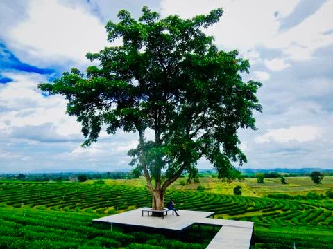 Trees and Tea Stock Photos