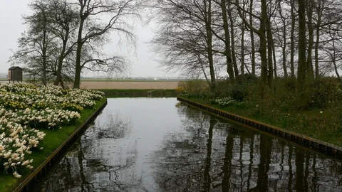 Trees and their reflection on water in a tulip garden Stock Footage 97949755