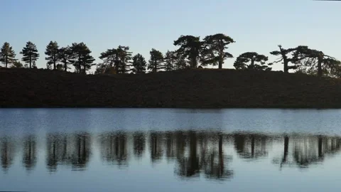 Trees and their reflections on the lake 1 Stock Footage 252735839