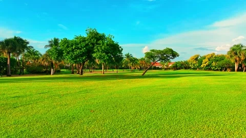 Trees and their shadows on green grass in a tropical park at morning. Stock Footage 265241477