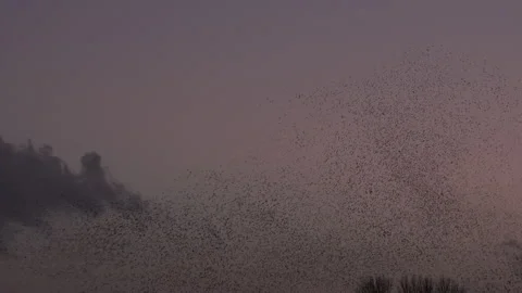 Trees and tirds flying in the evening light England awesome nature UK 4K Stock Footage 204881121
