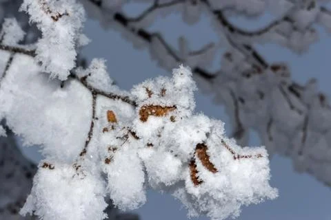 Trees and tree branches in winter Stock-Fotos