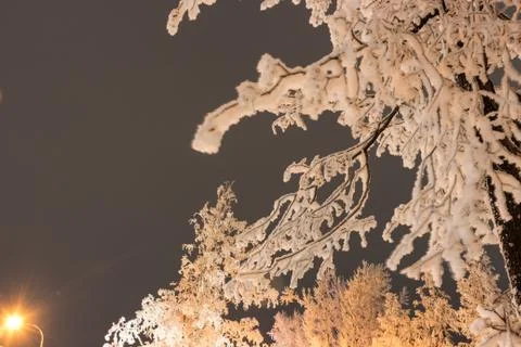 Trees and tree branches in winter Foto stock