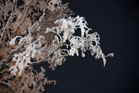 Trees and tree branches in winter Foto stock