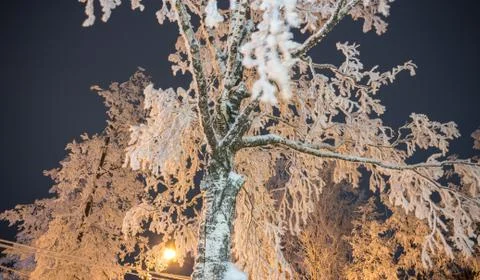 Trees and tree branches in winter Foto stock