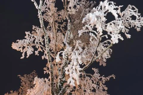 Trees and tree branches in winter Foto stock