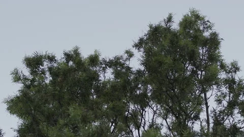 Trees and Tree Tops at Dusk Stock Footage 134857418