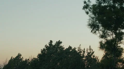 Trees and Tree Tops at Dusk Stock Footage 134857448