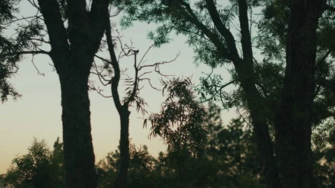 Trees and Tree Tops at Dusk Stock Footage 134857567