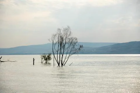 Trees and tree trunks sunk inside the Sea of Galilee Stock Photos