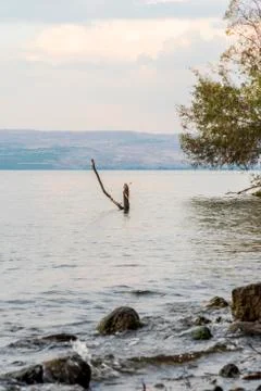 Trees and tree trunks sunk inside the Sea of Galilee Stock Photos