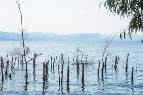 Trees and tree trunks sunk inside the Sea of Galilee Stock Photos
