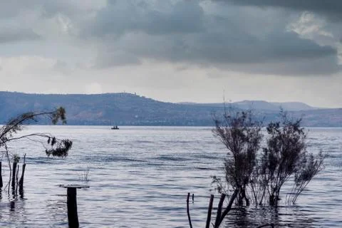 Trees and tree trunks sunk inside the Sea of Galilee Stock Photos