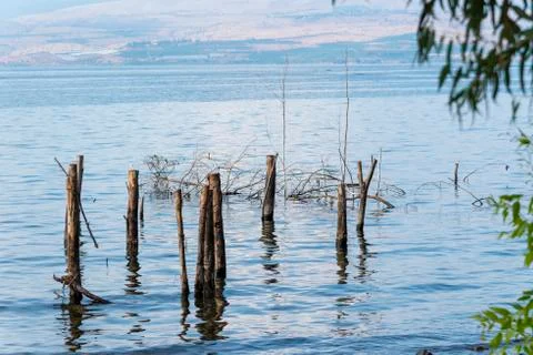 Trees and tree trunks sunk inside the Sea of Galilee Stock Photos