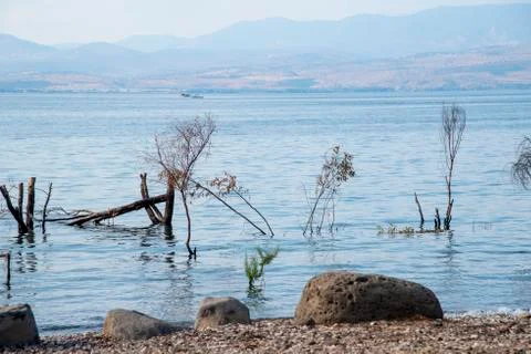 Trees and tree trunks sunk inside the Sea of Galilee Stock Photos