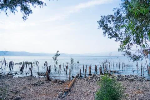 Trees and tree trunks sunk inside the Sea of Galilee Stock Photos