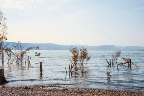 Trees and tree trunks sunk inside the Sea of Galilee Stock Photos