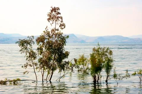 Trees and tree trunks sunk inside the Sea of Galilee Stock Photos