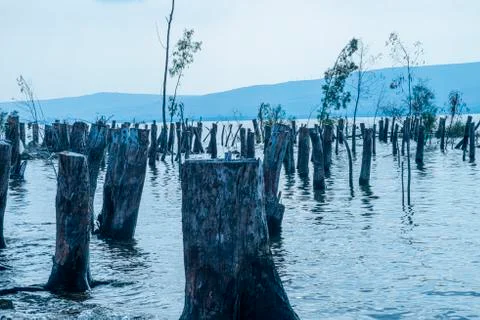 Trees and tree trunks sunk inside the Sea of Galilee Stock Photos