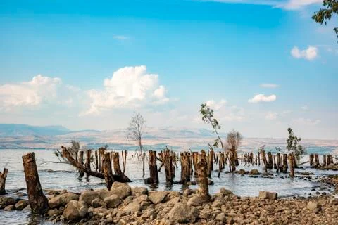 Trees and tree trunks sunk inside the Sea of Galilee Stock Photos
