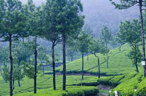 Trees and Trenches Stock Photos