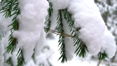 Trees and trunks covered with snow and ice.  Stock Footage 252292462