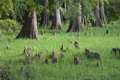 Trees and trunks Stock Photos