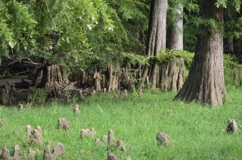 Trees and trunks Stock Photos