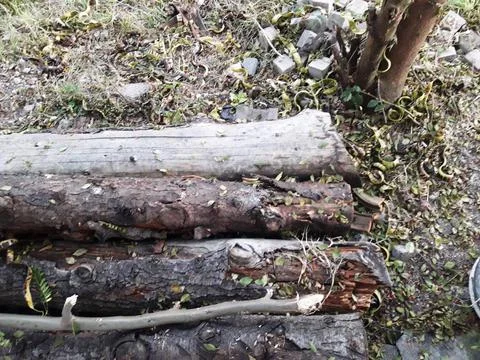 Trees and trunks Stock Photos