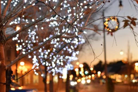 Trees and Twinkle Lights Stock Photos