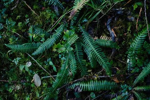 Trees and undergrowth in temperate forest Stock Photos