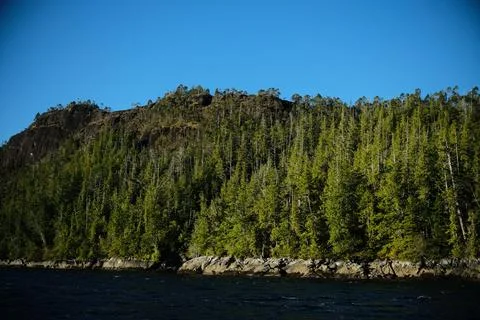 Trees and undergrowth in temperate forest 3 Stock Photos