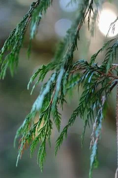 Trees and undergrowth in temperate forest 6 Stock Photos