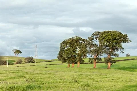 Trees and utility structures in a green rural farm field with golden hour sun Stock Photos