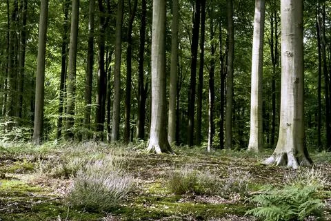 Trees and vegetation in the forest Stock Photos