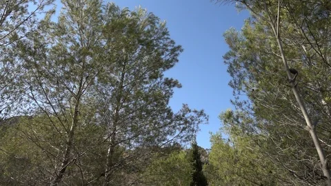Trees and vegetation by the mountain Stock Footage 95970030