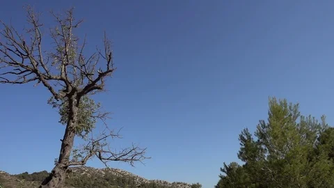 Trees and vegetation by the mountain Stock Footage 95970409