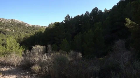 Trees and vegetation by the mountain Stock Footage 95970642