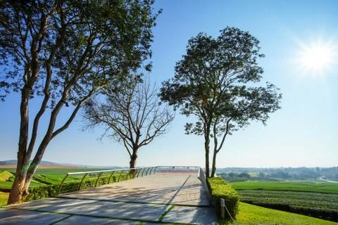Trees and view point in tea plantation Stock Photos