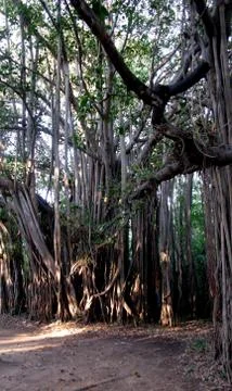 Trees and vines in forest Stock Photos