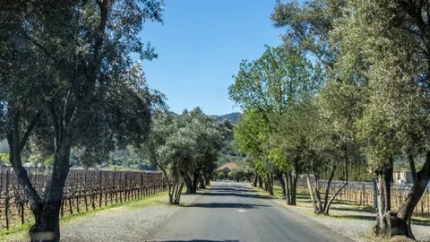 Trees and vineyard St. Helena California Stock Footage 172423133