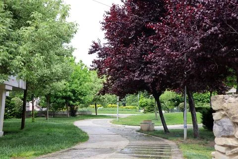 Trees and a walking path in the park Stock Photos