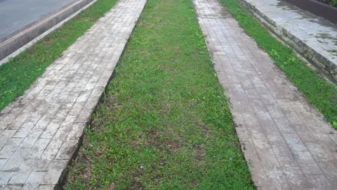 Trees and walkway on green grass Stock Footage 236208537