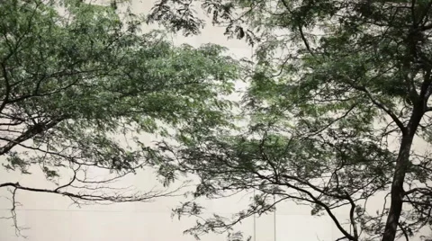 Trees and a Wall, urban background Stock-Footage 48910946