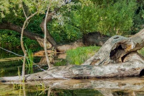 Trees and water Stock Photos