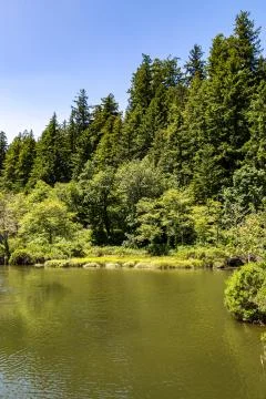 Trees and Water Stock Photos
